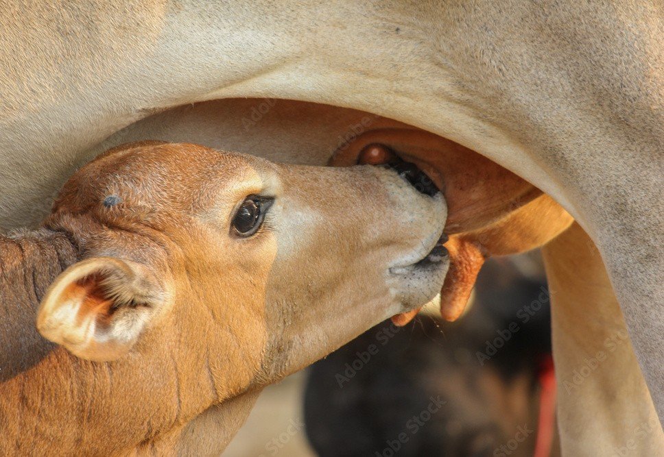Technology for Rescue
